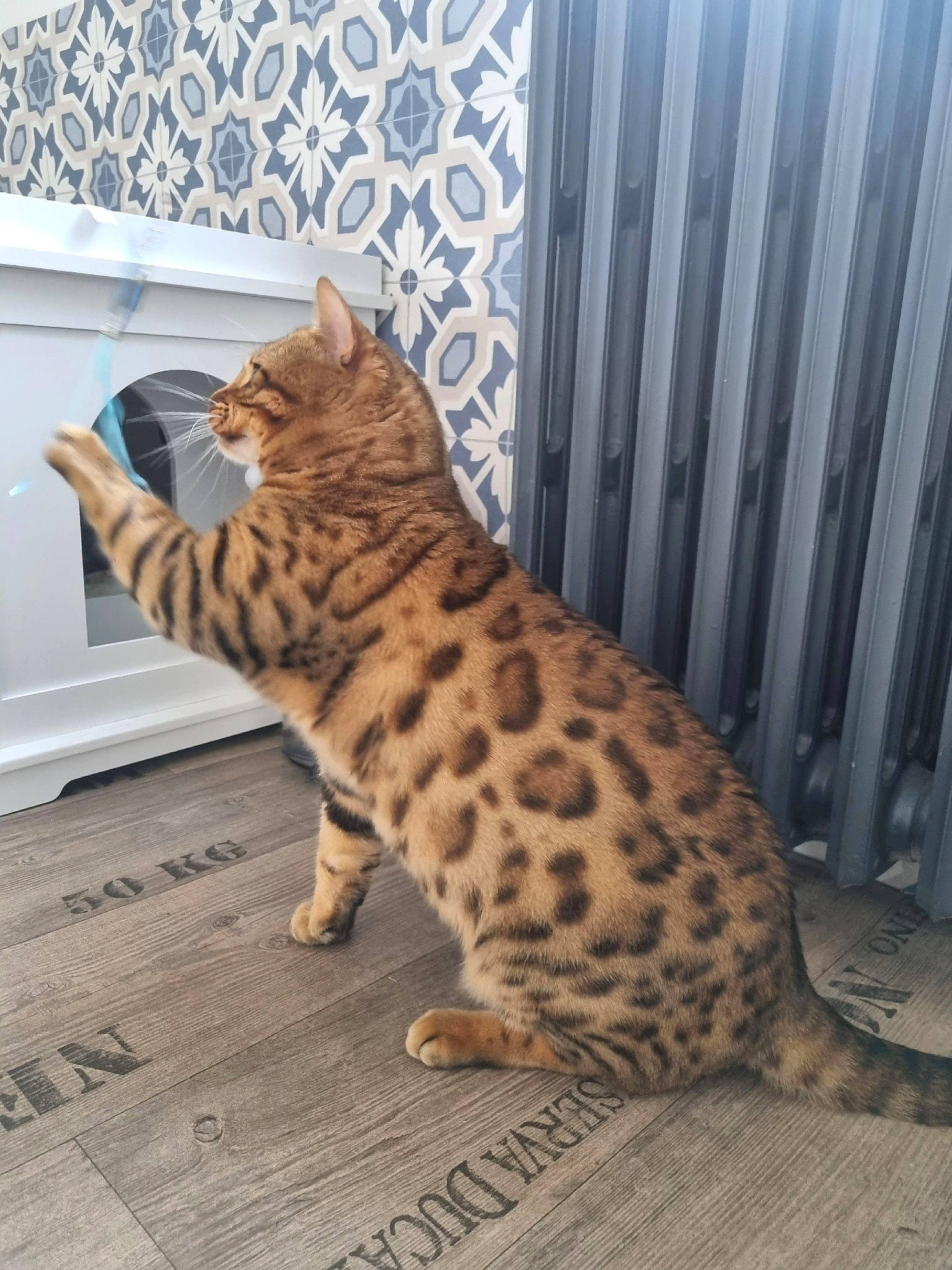 Thorgal a rejoint le concours — aidez-le/la à gagner de superbes lots ! carnivore, cat, cat_supply, claw, comfort, domestic_short_haired_cat, door, fawn, felidae, flooring, foot, fur, head, paw, sitting, small_to_medium_sized_cats, snout, tail, terrestrial_animal, whiskers