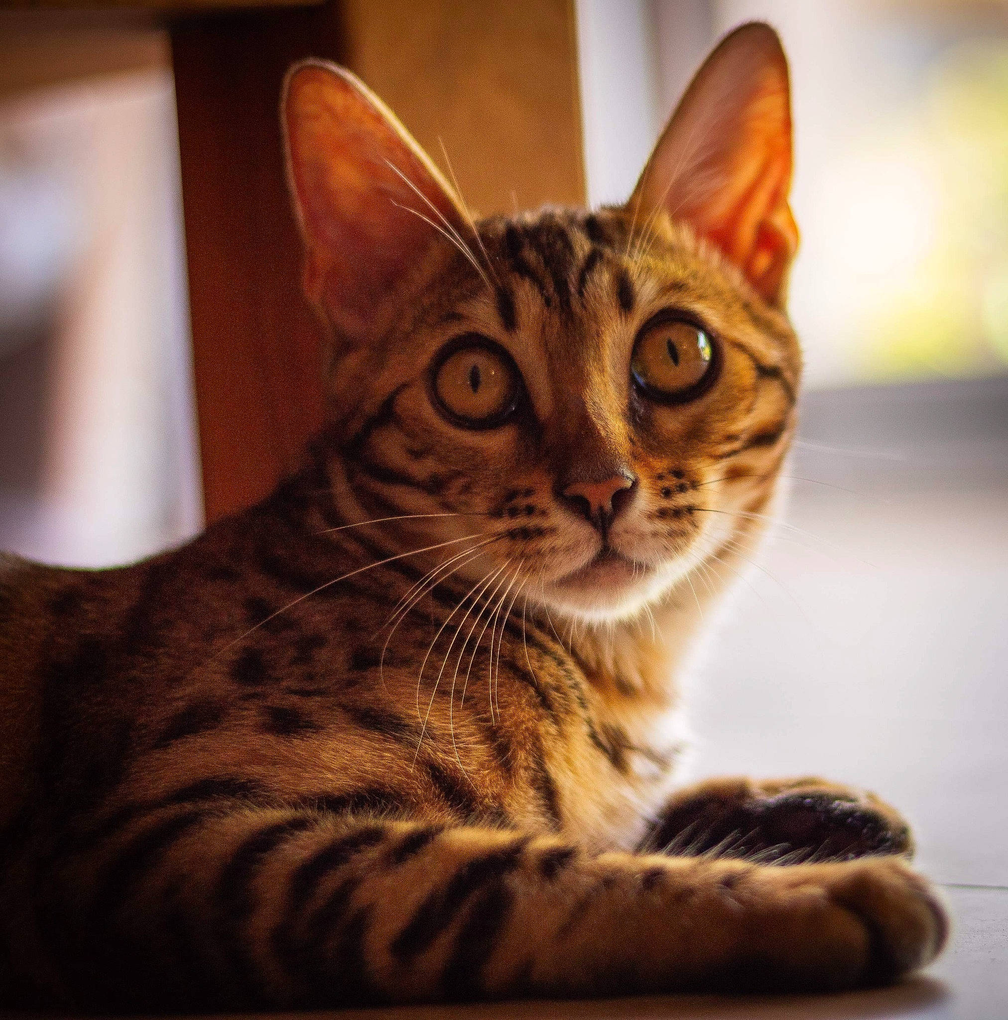 Rhéa a rejoint le concours — aidez-le/la à gagner de superbes lots ! american_shorthair, asian, bengal, california_spangled, carnivore, cat, domestic_short_haired_cat, dragon_li, european_shorthair, felidae, kitten, mammal, ocicat, small_to_medium_sized_cats, snout, sokoke, tabby_cat, toyger, vertebrate, whiskers