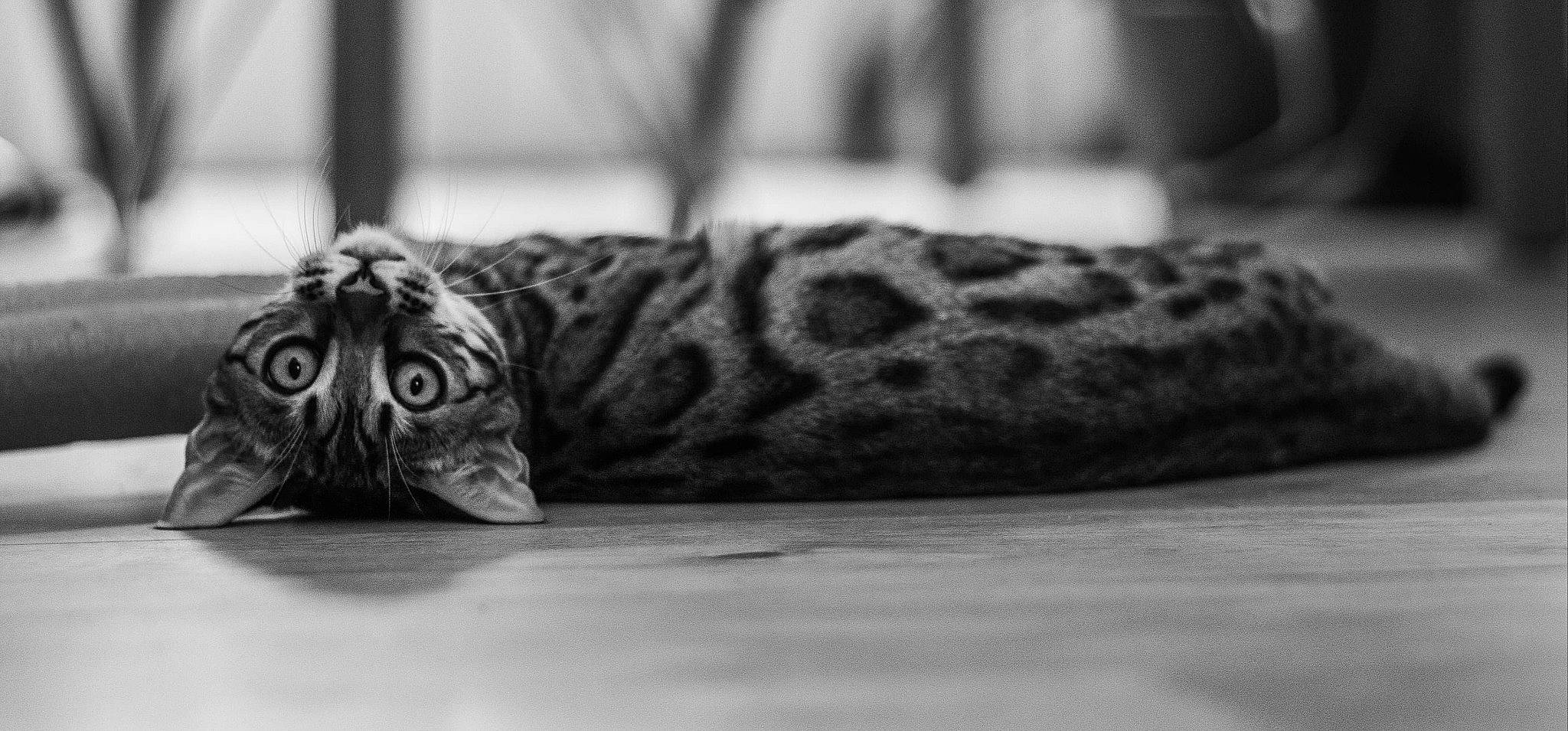 Rhéa a rejoint le concours — aidez-le/la à gagner de superbes lots ! black, black_and_white, carnivore, cat, eye, felidae, monochrome, monochrome_photography, photography, small_to_medium_sized_cats, snout, still_life_photography, stock_photography, style, whiskers, white