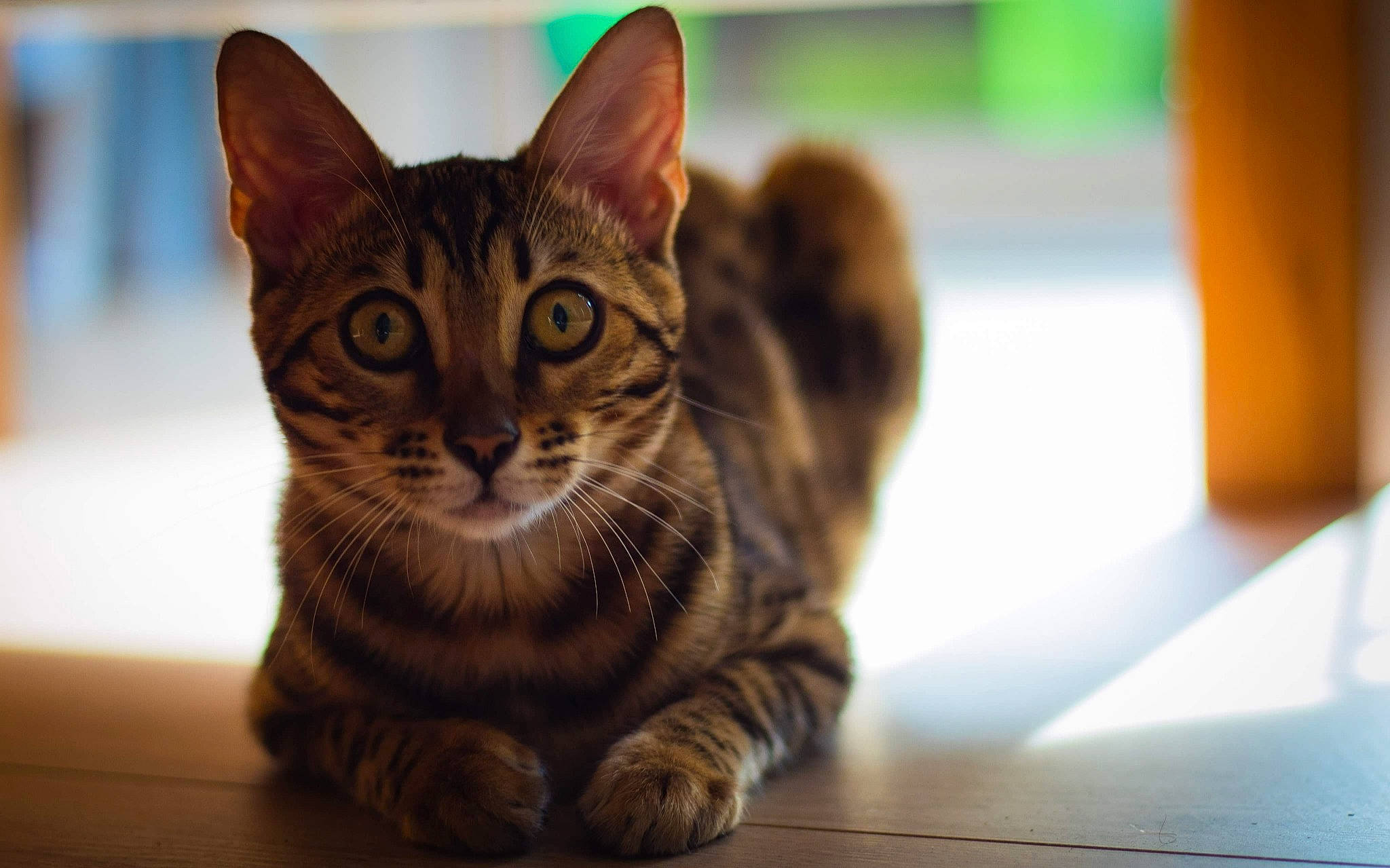 Rhéa a rejoint le concours — aidez-le/la à gagner de superbes lots ! american_shorthair, asian, bengal, carnivore, cat, close_up, domestic_short_haired_cat, dragon_li, european_shorthair, felidae, fur, kitten, mammal, ocicat, small_to_medium_sized_cats, snout, sokoke, tabby_cat, toyger, whiskers