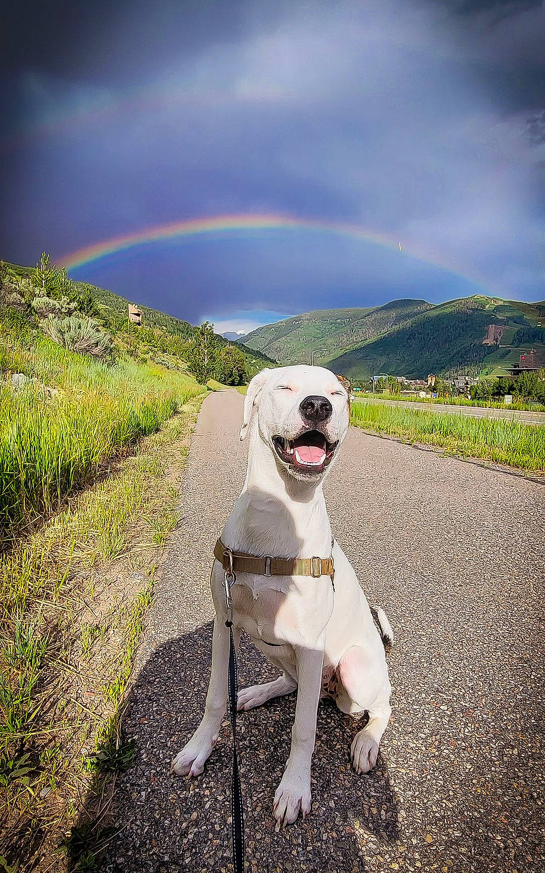 Josephine joined the competition — help win amazing prizes! carnivore, cloud, collar, companion_dog, dog, dog_breed, dog_collar, fawn, grass, hill, landscape, leash, light, natural_landscape, nature, plant, rainbow, sky, tree, working_animal