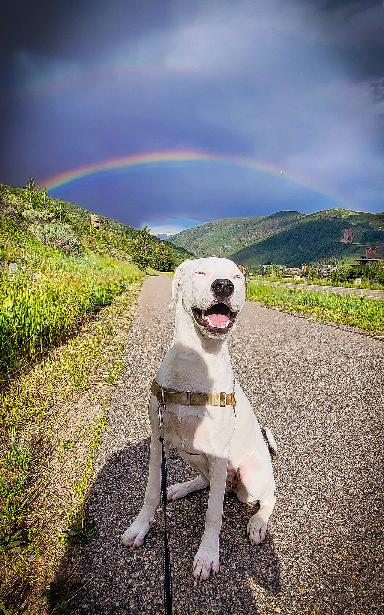 Josephine joined the competition — help win amazing prizes! carnivore, cloud, collar, companion_dog, dog, dog_breed, dog_collar, fawn, grass, happy, hill, landscape, light, natural_landscape, nature, plant, rainbow, sky, tree, working_animal