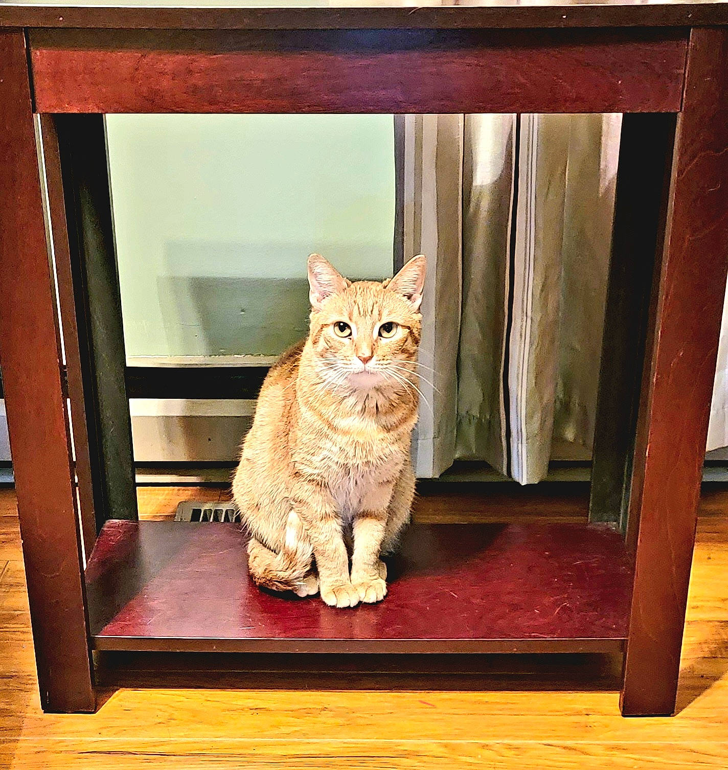 Jules is registered to the contest to win money with this photo: carnivore, cat, cat_supply, chair, fawn, felidae, flooring, hardwood, pet_supply, rectangle, shelf, shelving, small_to_medium_sized_cats, snout, tail, textile, whiskers, window, wood, wood_stain