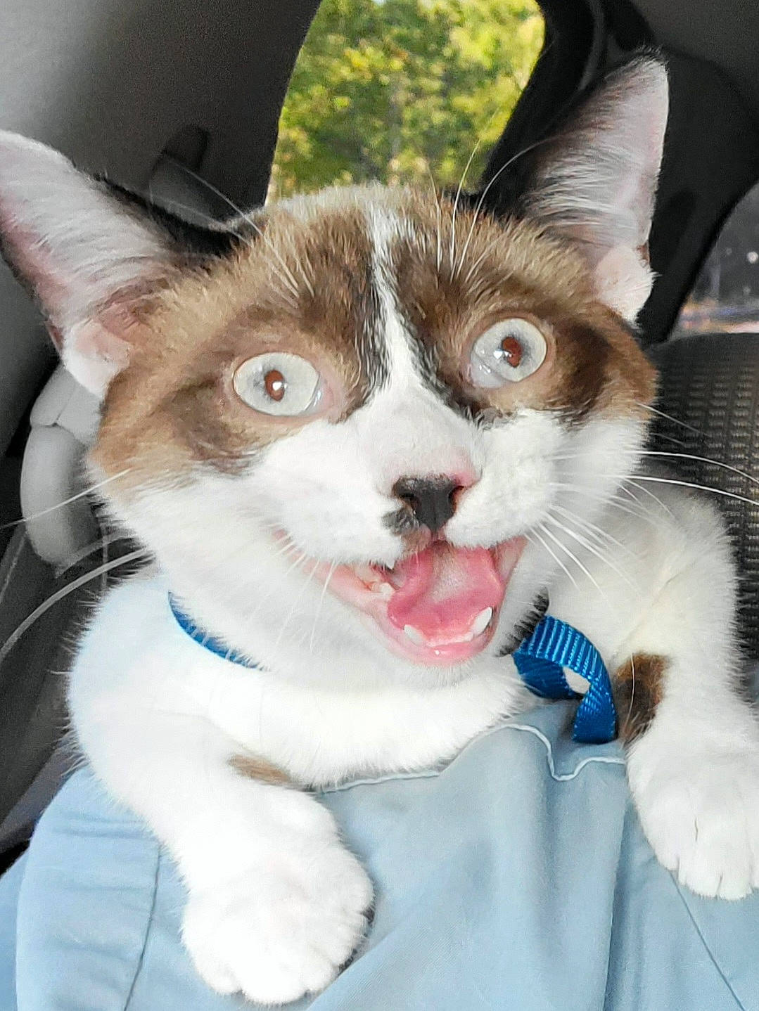 Chewie is registered to the contest to win money with this photo: carnivore, cat, claw, collar, companion_dog, dog_breed, domestic_short_haired_cat, eyelash, fawn, felidae, fur, gesture, jaw, nose, paw, photo_caption, small_to_medium_sized_cats, snout, tail, whiskers