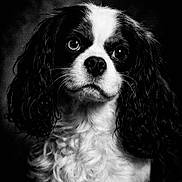 Mitsu a rejoint le concours — aidez-le/la à gagner de superbes lots ! adorable, animal, black_and_white, cavalier_king_charles_spaniel, close_up, curly_fur, cute, detailed, dog, ears, expression, eyes, fluffy, fur, muzzle, nostrils, pet, portrait, studio_lighting, whiskers