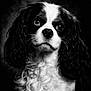 adorable, animal, black_and_white, cavalier_king_charles_spaniel, close_up, curly_fur, cute, detailed, dog, ears, expression, eyes, fluffy, fur, muzzle, nostrils, pet, portrait, studio_lighting, whiskers