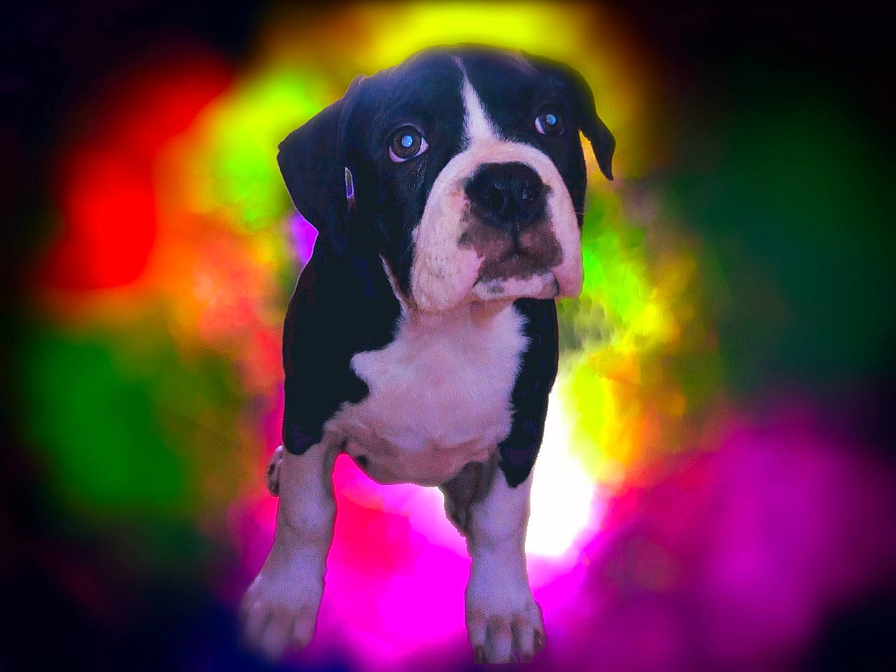 Thea joined the competition — help win amazing prizes! american_bulldog, boston_terrier, boxer, canidae, carnivore, companion_dog, dog, dog_breed, fawn, mammal, molosser, non_sporting_group, pink, pit_bull, puppy, rare_breed_dog, snout, sporting_group, valley_bulldog, vertebrate