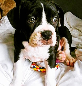 Princess Thea joined the competition — help win amazing prizes! bernese_mountain_dog, boston_terrier, canidae, carnivore, companion_dog, dog, dog_breed, great_dane, mammal, non_sporting_group, puppy, puppy_love, rare_breed_dog, spaniel, sporting_group, vertebrate, working_dog