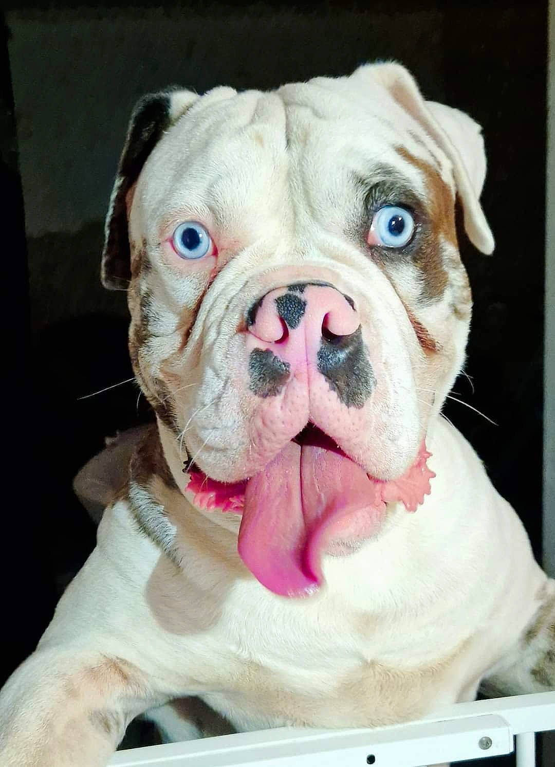 Bleu joined the competition — help win amazing prizes! bulldog, canidae, carnivore, collar, companion_dog, dog, dog_breed, fawn, fur, ori_pei, peach, pink, snout, sporting_group, terrestrial_animal, toy, whiskers, white_english_bulldog, working_animal, wrinkle