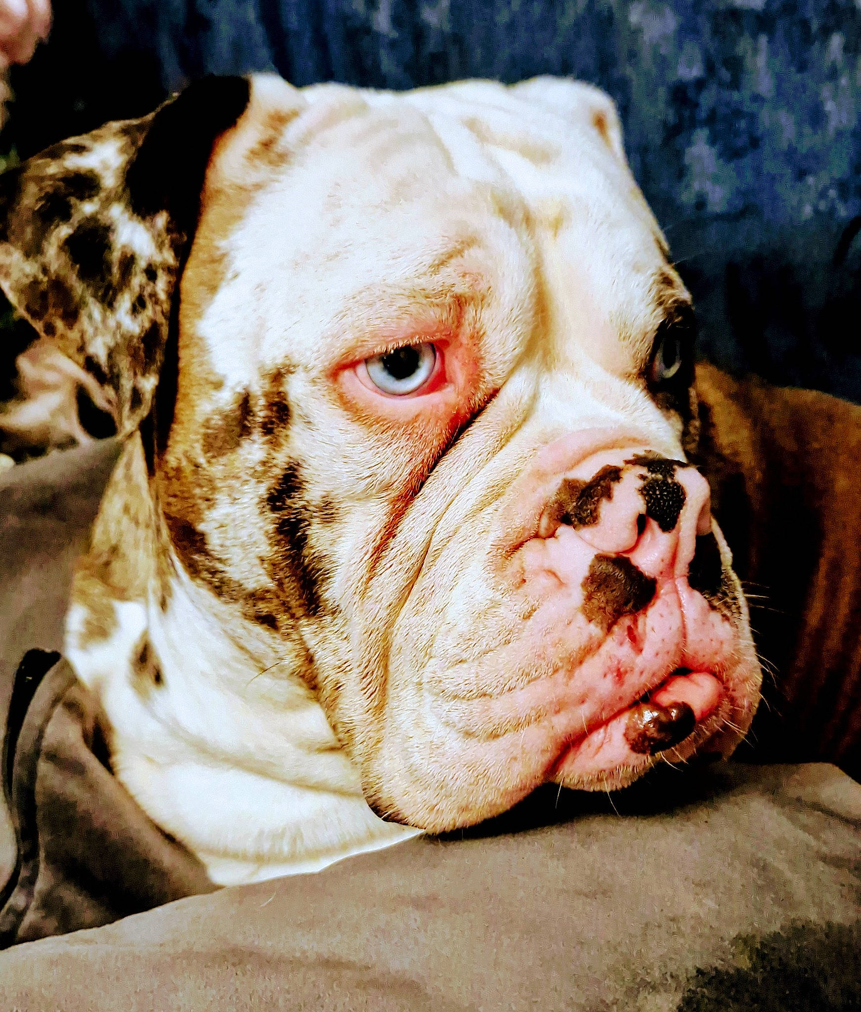 Bleu joined the competition — help win amazing prizes! boxer, bulldog, canidae, carnivore, close_up, companion_dog, dog, dog_breed, dog_collar, dog_supply, fawn, liver, molosser, snout, sporting_group, terrestrial_animal, whiskers, white_english_bulldog, working_animal, wrinkle