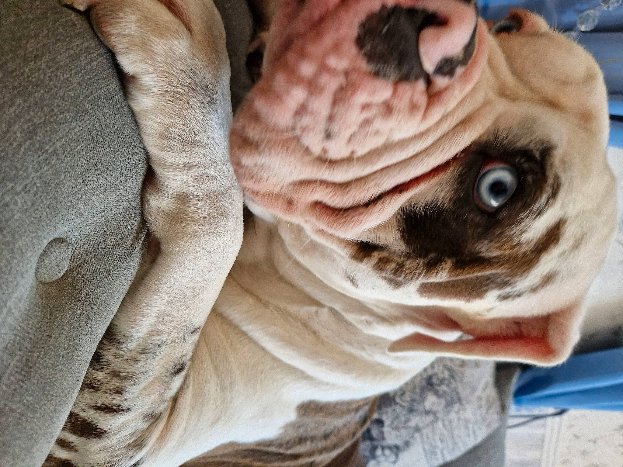 Bleu is registered to the contest to win money with this photo: bird, canidae, carnivore, close_up, cockatoo, companion_dog, dog, fawn, fish, fur, head, peach, snout, terrestrial_animal, whiskers, wildlife, wood, wrinkle