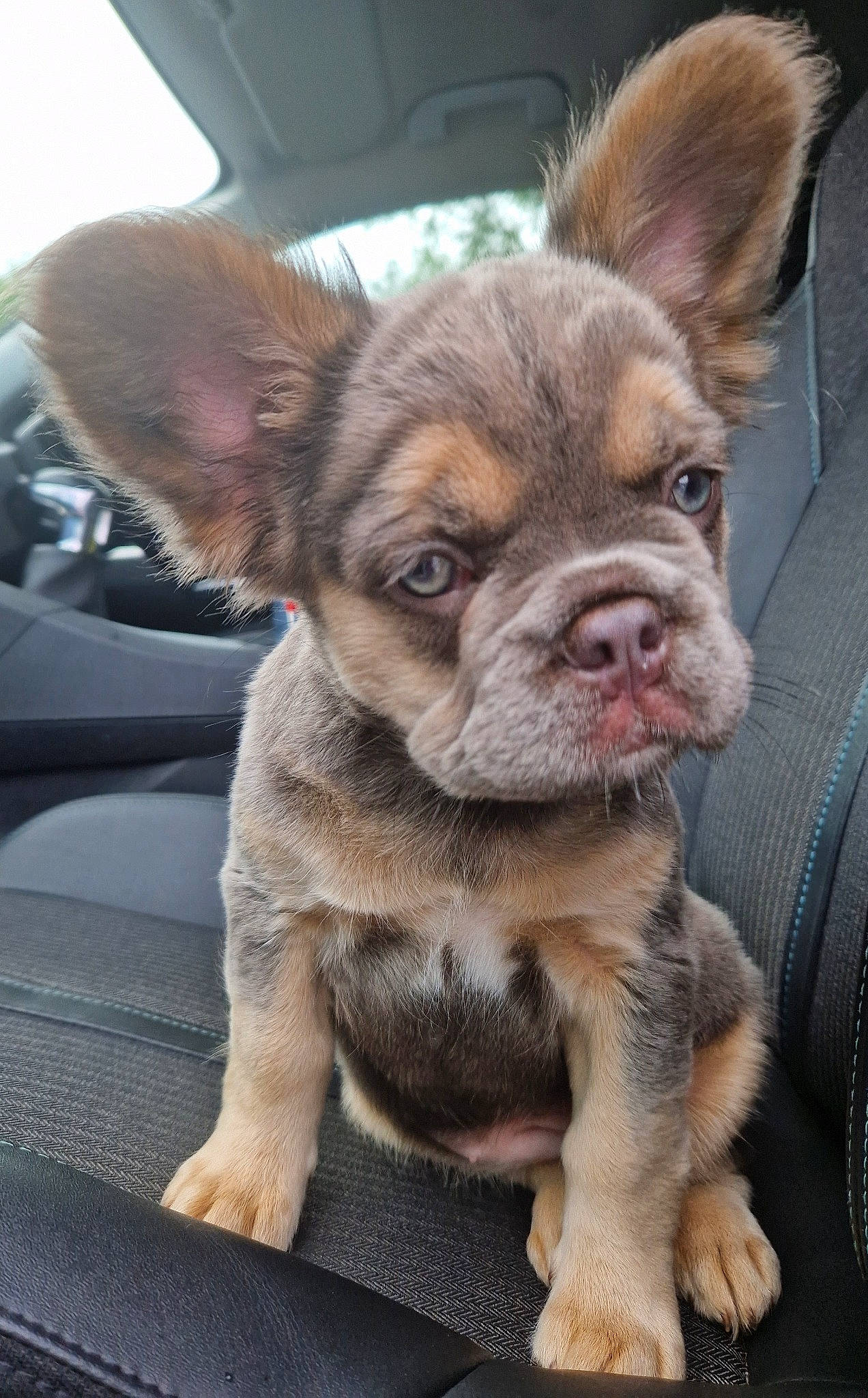 Amber joined the competition — help win amazing prizes! bulldog, canidae, carnivore, collar, companion_dog, dog, dog_breed, dog_collar, ear, fawn, fur, liver, sporting_group, terrestrial_animal, toy_dog, whiskers, window, windshield, working_animal, wrinkle