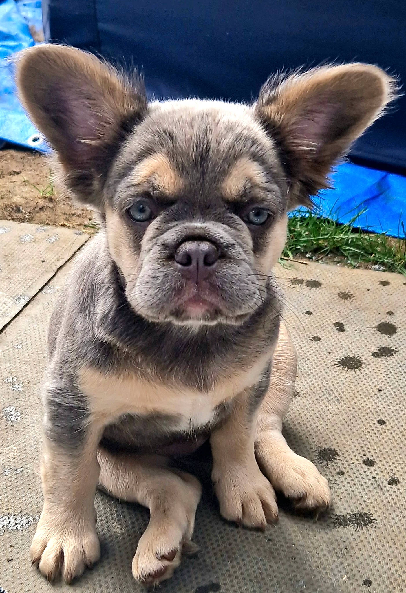 Amber joined the competition — help win amazing prizes! blue, canidae, carnivore, companion_dog, dog, dog_breed, ear, eye, fawn, fur, grass, non_sporting_group, puppy, snout, sporting_group, terrestrial_animal, toy_dog, whiskers, working_animal, wrinkle