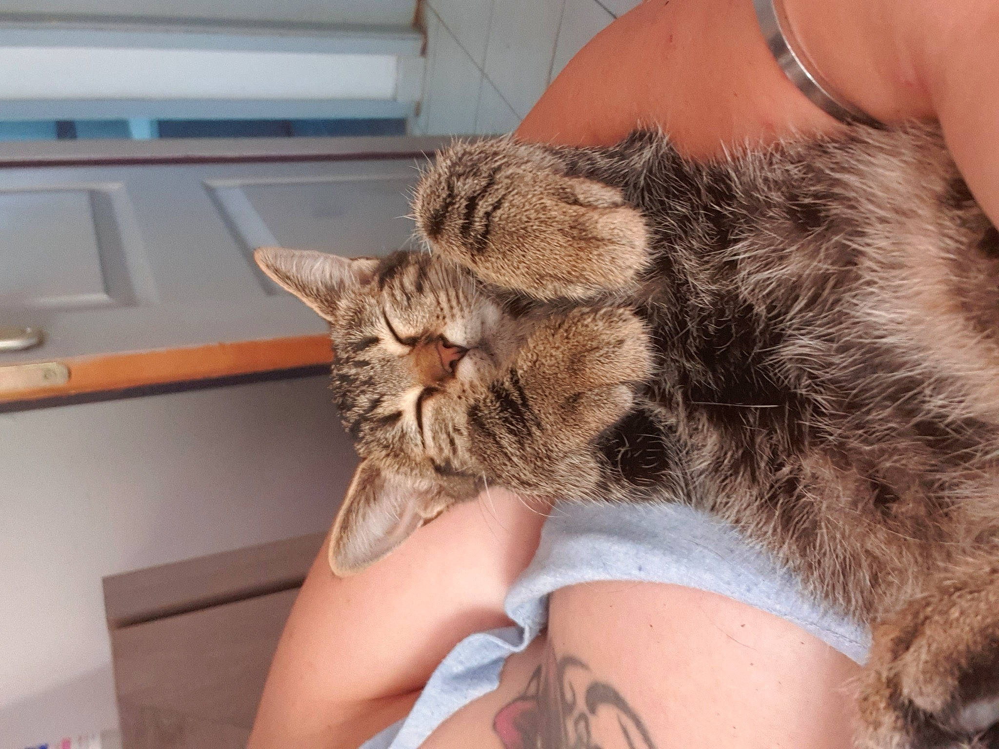 Choupinette a rejoint le concours — aidez-le/la à gagner de superbes lots ! carnivore, cat, claw, comfort, domestic_short_haired_cat, ear, fawn, felidae, fur, gesture, human_leg, kitchen_appliance, leg, nail, nap, paw, small_to_medium_sized_cats, snout, tail, whiskers