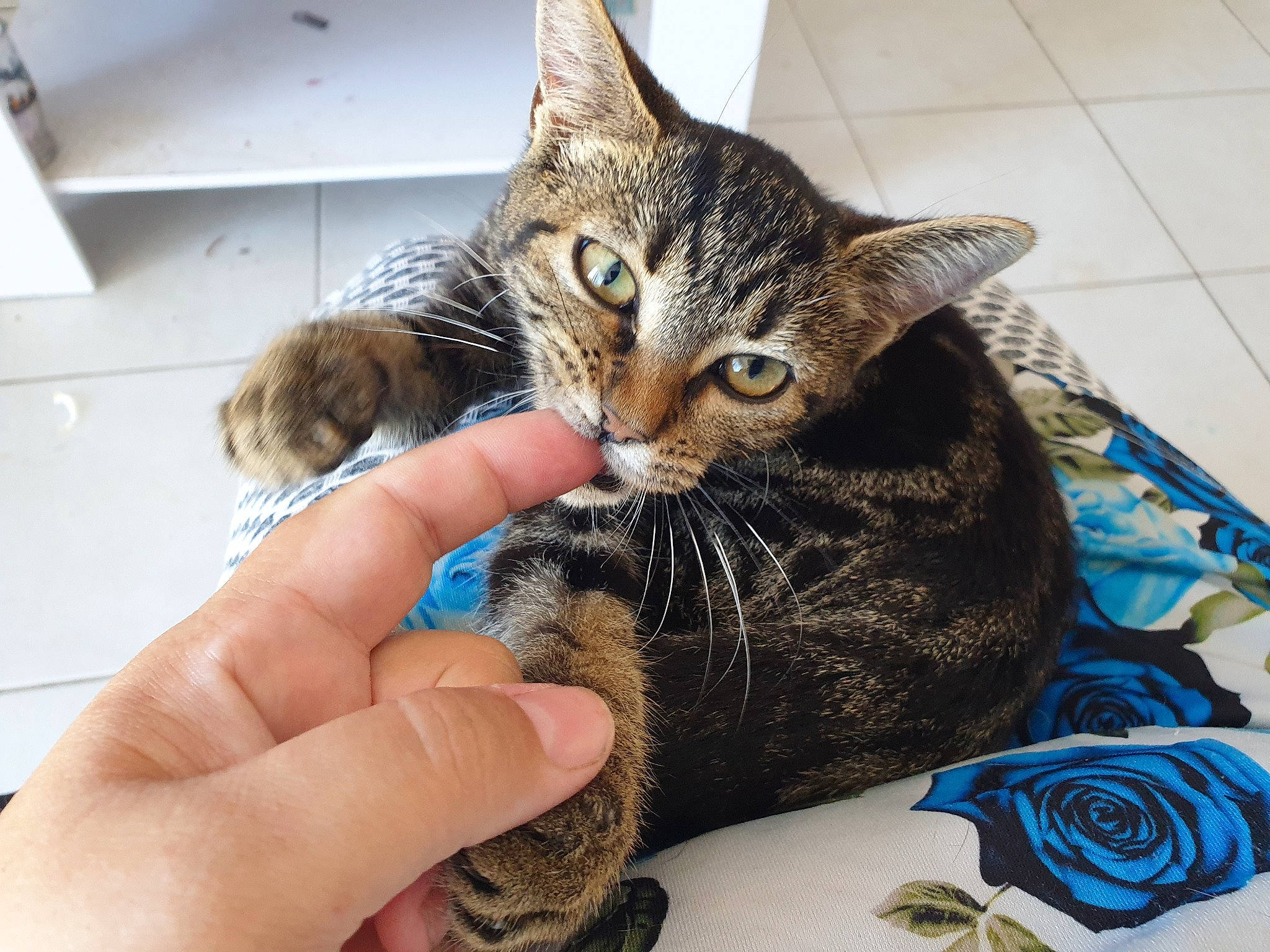 Choupinette a rejoint le concours — aidez-le/la à gagner de superbes lots ! carnivore, cat, claw, comfort, domestic_short_haired_cat, felidae, fur, hand, lap, nail, nap, paw, rose, sitting, small_to_medium_sized_cats, snout, thumb, whiskers