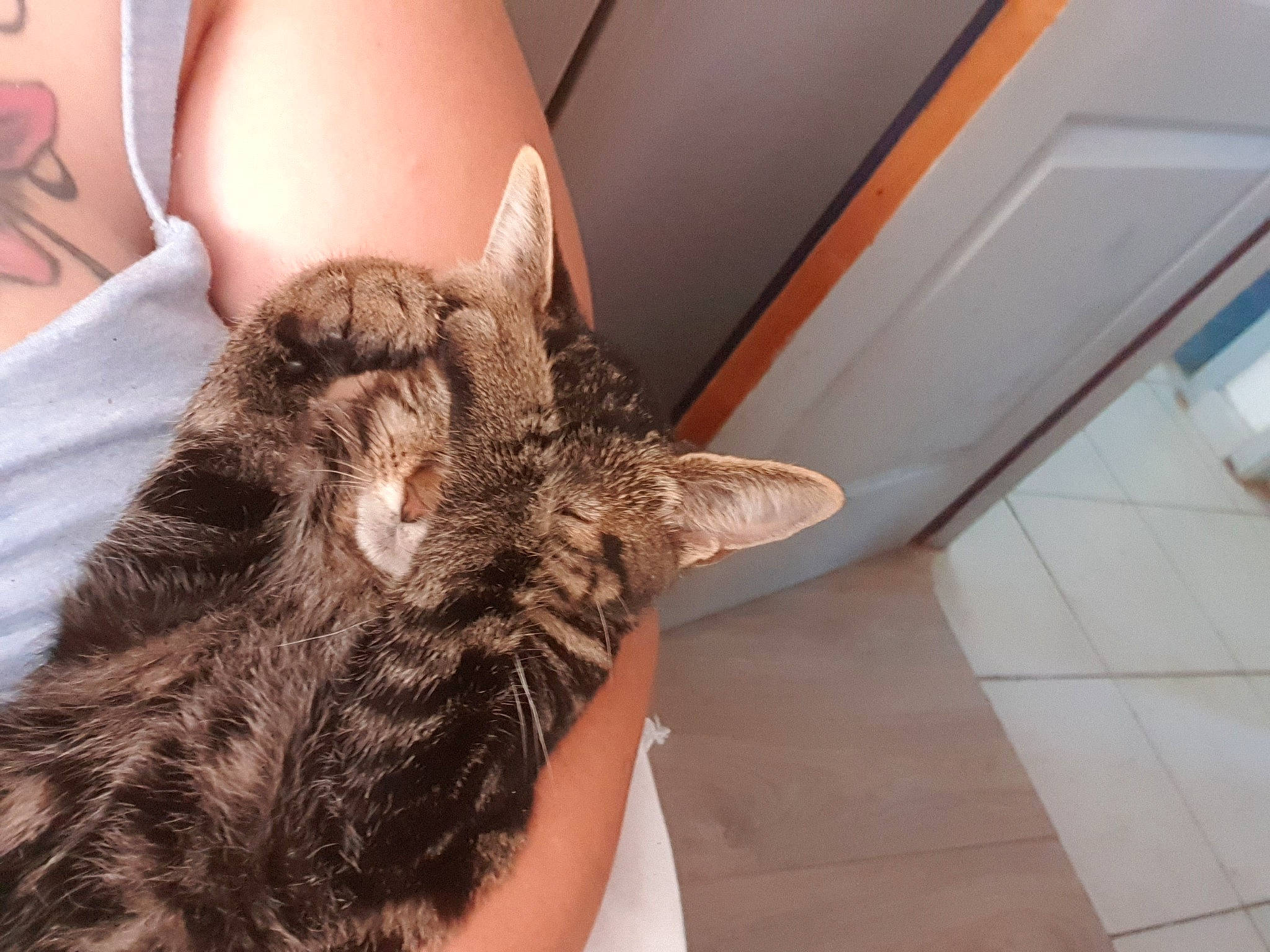 Choupinette participe au concours pour gagner de l'argent avec cette photo : canidae, carnivore, cat, claw, domestic_short_haired_cat, ear, felidae, flooring, fur, gesture, hair_coloring, human_leg, jaw, long_hair, nap, sleep, small_to_medium_sized_cats, snout, tail, whiskers