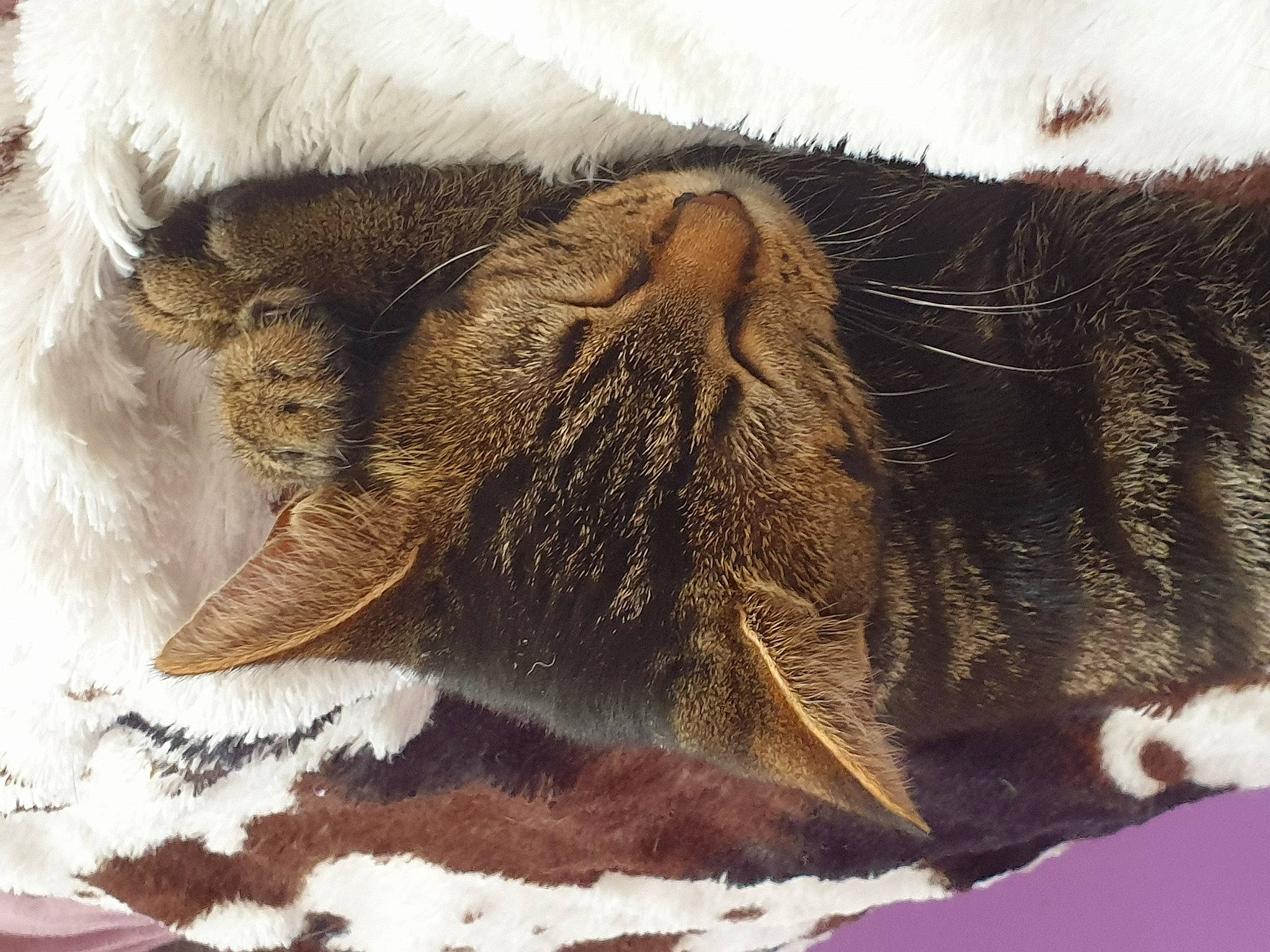 Choupinette a rejoint le concours — aidez-le/la à gagner de superbes lots ! carnivore, cat, claw, comfort, domestic_short_haired_cat, eye, fawn, felidae, fur, leg, liver, nap, paw, small_to_medium_sized_cats, snout, tail, terrestrial_animal, vertebrate, whiskers, wildlife