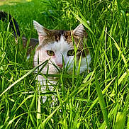 Smudge joined the competition — help win amazing prizes! cat, grass, outdoor, greenery, animal, nature, pet, whiskers, eyes, ears, closeup, feline, wildlife, summer, daylight, playful, curious, camouflage, mammal, garden