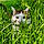 Smudge