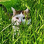 cat, grass, outdoor, greenery, animal, nature, pet, whiskers, eyes, ears, closeup, feline, wildlife, summer, daylight, playful, curious, camouflage, mammal, garden