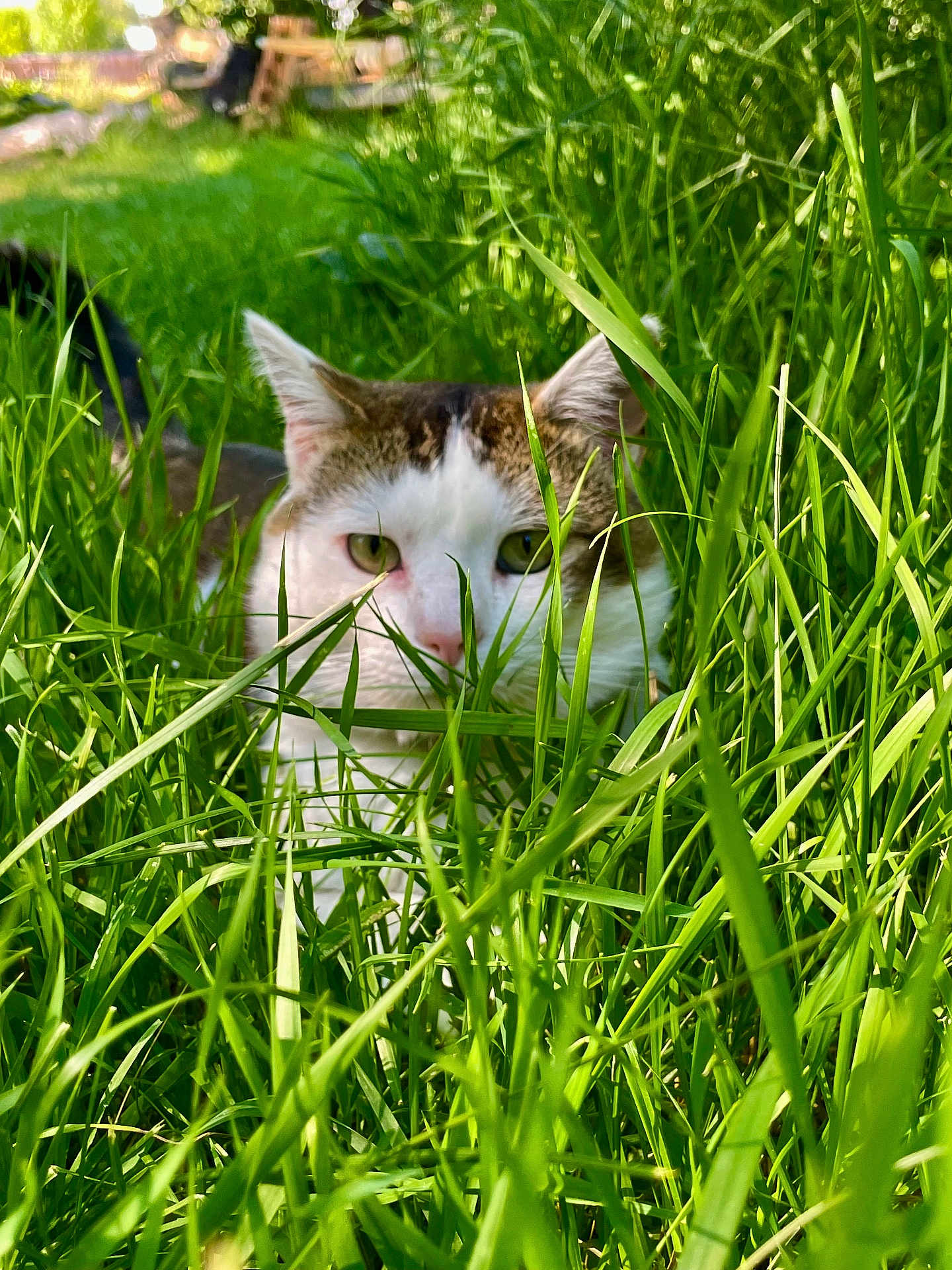 Smudge joined the competition — help win amazing prizes! cat, grass, outdoor, greenery, animal, nature, pet, whiskers, eyes, ears, closeup, feline, wildlife, summer, daylight, playful, curious, camouflage, mammal, garden