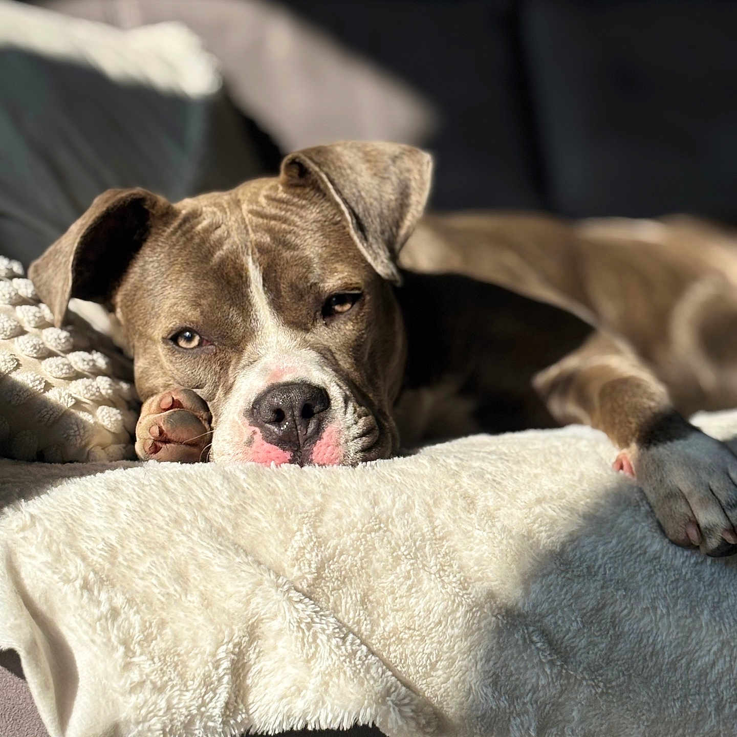 Nala a rejoint le concours — aidez-le/la à gagner de superbes lots ! animal, blanket, boxer, bulldog, canine, couch, dog, furniture, homedecor, hound, labradorretriever, person, pet, pitbull, pointer, puppy, quilt, sleeping, terrier, towel