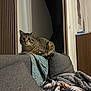 Atlas participe au concours pour gagner de l'argent avec cette photo : cat, tabby, couch, gray, cushion, blanket, indoor, stairs, furniture, pet, cozy, striped, resting, living_room, domestic, mammal, relaxed, home, animal, comfort