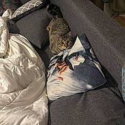 Atlas participe au concours pour gagner de l'argent avec cette photo : cat, tabby_cat, couch, sofa, pillow, blanket, indoor, pet, feline, fur, striped, domestic_animal, resting, cozy, home, living_room, curious, looking, comfort, furniture