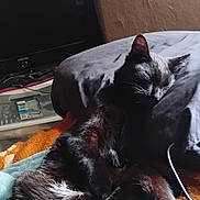 Blu joined the competition — help win amazing prizes! cat, black_cat, sleeping, pillow, blanket, bed, indoor, pet, feline, whiskers, paw, tail, fur, cozy, resting, television, plastic_drawer, wall_texture, usb_cable, soft_lighting