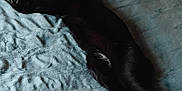 Blu joined the competition — help win amazing prizes! cat, black_cat, pet, sleeping, bed, blanket, teal_blanket, fur, paws, stretched, nap, indoor, wall, textured_wall, cozy, soft_towel, bedroom, shadow, low_light, relaxed