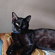 Blu joined the competition — help win amazing prizes! cat, black_cat, pet, blanket, wall, indoor, feline, whiskers, ear, paw, golden_eye, fur, collar, lounging, resting, cozy, bedding, portrait, texture, home