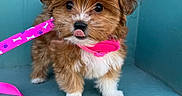 Mila joined the competition — help win amazing prizes! adorable, animal, brown_fur, closeup, collar, cute, dog, fluffy, indoor, leash, pet, pink, playful, puppy, small_dog, standing, teal_background, tongue_out, white_fur, young_animal
