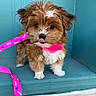 adorable, animal, brown_fur, closeup, collar, cute, dog, fluffy, indoor, leash, pet, pink, playful, puppy, small_dog, standing, teal_background, tongue_out, white_fur, young_animal