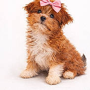 Mila is registered to the contest to win money with this photo: adorable, animal, bow, curly_fur, cute, dog, domestic_animal, fluffy, fur, head_tilt, mammal, pet, pink_bow, portrait, puppy, sitting, small_dog, studio_photo, white_background, young_dog