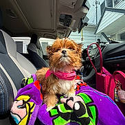 Mila joined the competition — help win amazing prizes! animal, bag, blanket, car_interior, colorful, cute, dashboard, dog, fur, house_outside, indoor, leash, pet, pink_harness, puppy, seat, seat_cover, small_dog, sunlight, window
