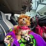 animal, bag, blanket, car_interior, colorful, cute, dashboard, dog, fur, house_outside, indoor, leash, pet, pink_harness, puppy, seat, seat_cover, small_dog, sunlight, window
