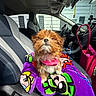 Mila is registered to the contest to win money with this photo: blanket, car_interior, colorful, companion, cute, dashboard, dog, fluffy, harness, indoors, pet, purple, red_bag, seat, seatbelt, small_dog, steering_wheel, sunlight, travel, window
