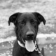 Leïko a rejoint le concours — aidez-le/la à gagner de superbes lots ! dog, black_dog, tongue_out, close_up, portrait, outdoor, leash, collar, happy, animal, pet, canine, fur, ears, snout, black_and_white, nature, blurred_background, tongue, face