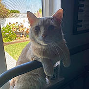 Leon is registered to the contest to win money with this photo: cat, windowsill, indoors, outdoors, garden, houseplant, feline, curious, pet, light, shadow, paw, tail, window, screen, mug, resting, looking, animal, domestic