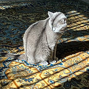 Graycie joined the competition — help win amazing prizes! cat, gray_cat, carpet, patterned_rug, sunlight, shadow, indoor, pet, feline, sitting, fur, animal, home, cozy, relaxing, light_and_shadow, domestic_cat, quiet, resting, cute