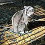 cat, gray_cat, carpet, patterned_rug, sunlight, shadow, indoor, pet, feline, sitting, fur, animal, home, cozy, relaxing, light_and_shadow, domestic_cat, quiet, resting, cute