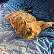 Bam Bam joined the competition — help win amazing prizes! cat, orange_cat, fluffy, bed, blue_bedspread, indoor, pet, relaxed, lying_down, fur, whiskers, animal, cute, cozy, resting, domestic_animal, feline, soft, curious, comfortable