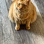 cat, orange_cat, fluffy, pet, animal, indoor, wooden_floor, curious, sitting, feline, cute, whiskers, ears, tail, domestic_cat, fur, eyes, paws, mammal, companion