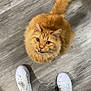 cat, orange_cat, fluffy, pet, floor, wooden_floor, white_sneakers, shoes, black_pants, looking_up, curious, indoor, animal, cute, domestic_cat, whiskers, tail, feline, fur, paws