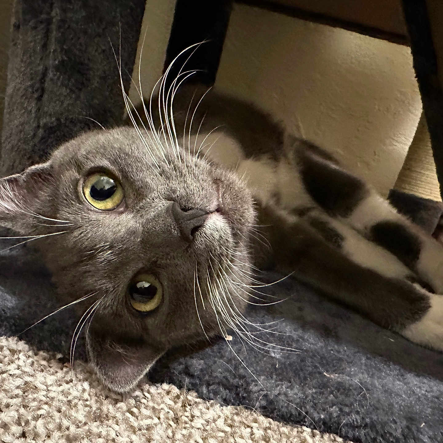Nugget joined the competition — help win amazing prizes! animal, carpet, cat, closeup, curious, cute, domestic_cat, eyes, feline, floor, fur, gray_cat, head_tilt, indoor, lying_down, pet, relaxed, resting, whiskers, white_paws