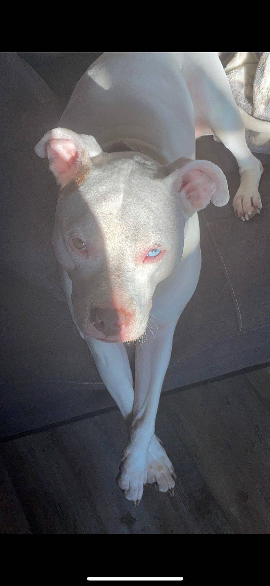 Khaleesi joined the competition — help win amazing prizes! art, dog_breed, ear, eye, fawn, flesh, head, human_leg, jaw, livestock, no_expression, non_sporting_group, sculpture, snout, statue, terrestrial_animal, working_animal