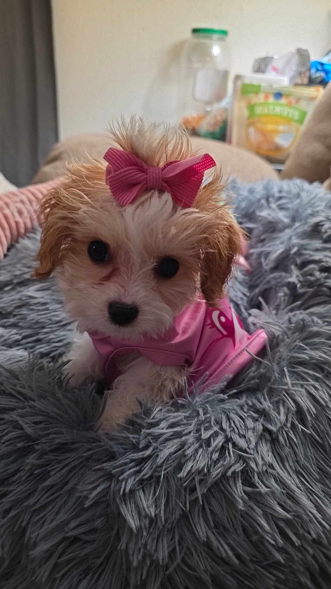 Eleanor is registered to the contest to win money with this photo: puppy, dog, bow, pink_clothing, cute, fluffy, pet, indoor, blanket, soft_texture, fur, small_dog, animal, adorable, lying_down, face, eyes, cozy, home, resting