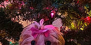 Eleanor is registered to the contest to win money with this photo: puppy, dog, bow, christmas_tree, holiday_lights, decorations, fluffy, cute, pet, indoor, festive, small_dog, fur, collar, tag, christmas, celebration, colorful, christmas_decor, adorable