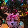 puppy, dog, bow, christmas_tree, holiday_lights, decorations, fluffy, cute, pet, indoor, festive, small_dog, fur, collar, tag, christmas, celebration, colorful, christmas_decor, adorable