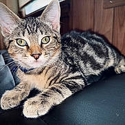 Xeno joined the competition — help win amazing prizes! abyssinian, animal, cat, couch, egyptiancat, furniture, hardwood, kitten, manx, pet, wood
